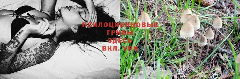 Псилоцибиновые грибы Psilocybe  Тосно 